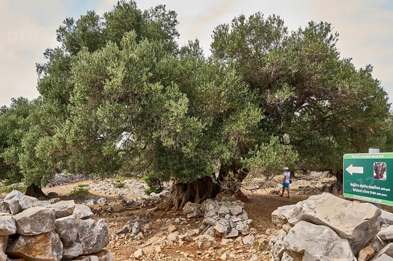 The oldest olive tree in the Lun olive grove, estimated to be between 1, 600 and 2, 000 years old, Vrtovi Lunjskih Maslina, wild olive (Olea Oleaster linea), olive grove with centuries-old wild olive trees, nature reserve, Lun, island of Pag, Croatia, Europe