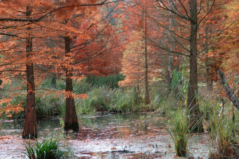 Taxodium distichum