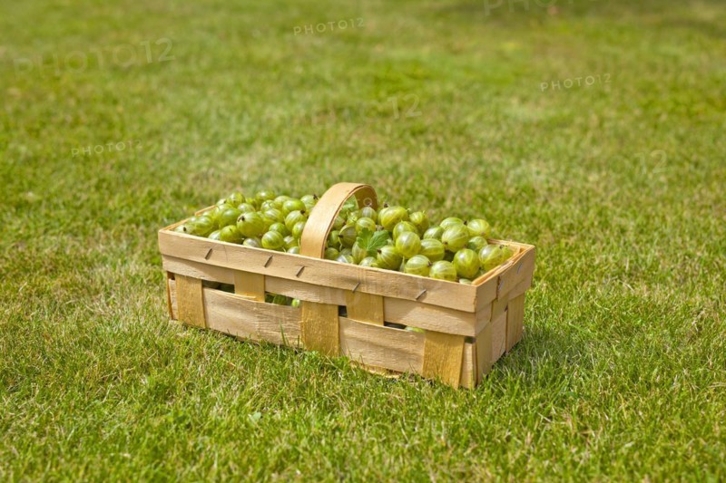 A basket of gooseberries, Hanover, Lower Saxony