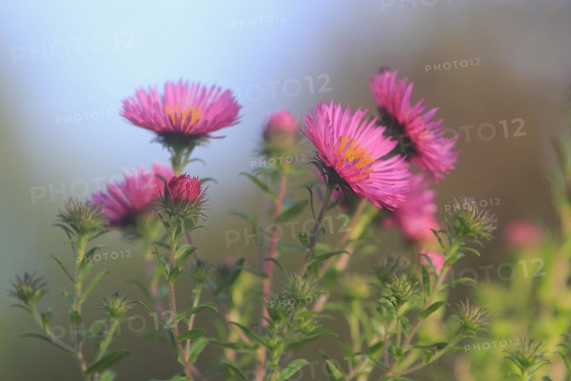 Asters (Aster), North Rhine-Westphalia, Germany, Europe