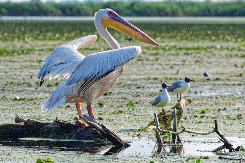 A pelican and black-headed gulls on Lacul Isac in the UNESCO Danube Delta Biosphere Reserve. Munghiol, Tulcea, Romania, Europe