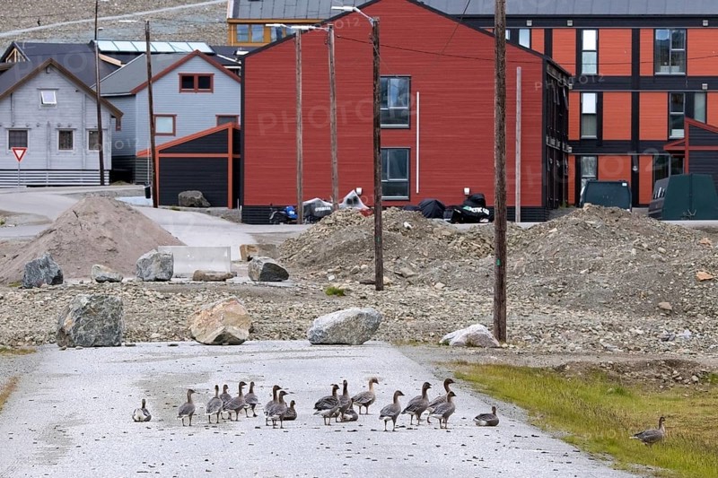 Pink-footed geese (Anser brachyrhynchus), flock with adults and juveniles walking through the town Longyearbyen in summer, Svalbard, Spitsbergen