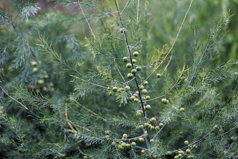 Asparagus (Asparagus) with seeds, branch with green berries on the bush, detail in the vegetable garden, Down House Garden, Downe, Kent, England, Great Britain