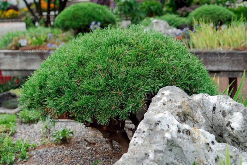 Pinus mugo 'Pug'