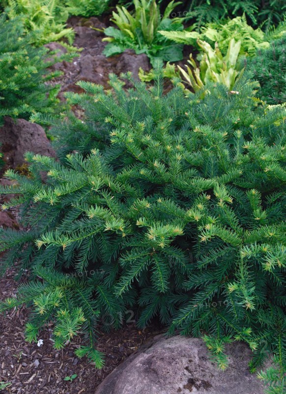 Taxus baccata 'Repandens'
