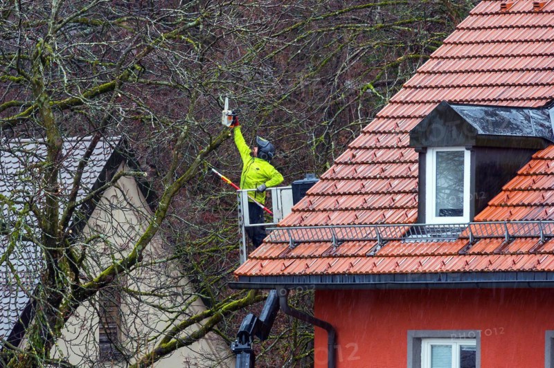 Tree care with working platform and chainsaw, Kempten, Allgaeu, Bavaria, Germany, Europe