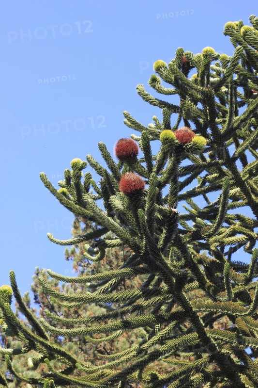 Monkey tail tree (Araucaria) close-up, North Rhine-Westphalia, Germany, Europe