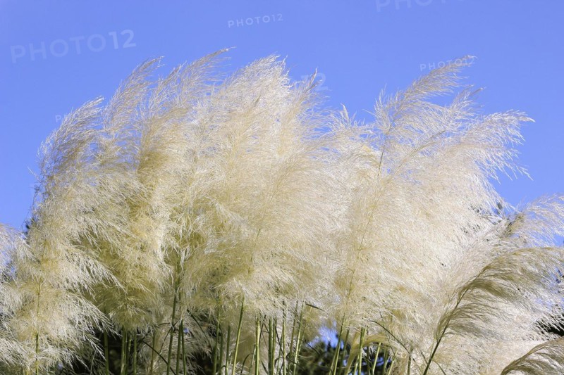 Cortaderias (Cortaderia), in the blue sky, North Rhine-Westphalia, Germany, Europe