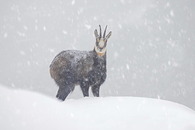 Alpine chamois (Rupicapra rupicapra) solitary male foraging on mountain slope during snow shower in winter in the European Alps