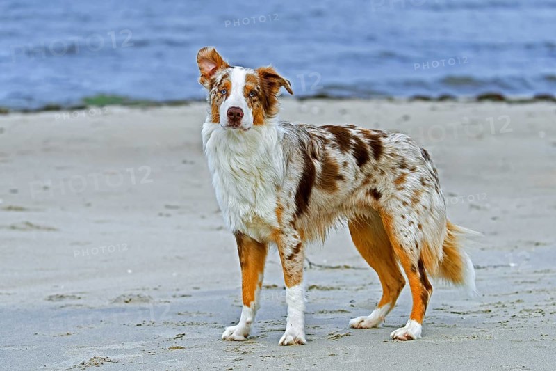 Australian Shepherd, Aussie, breed of herding dog from the United States, on sandy beach