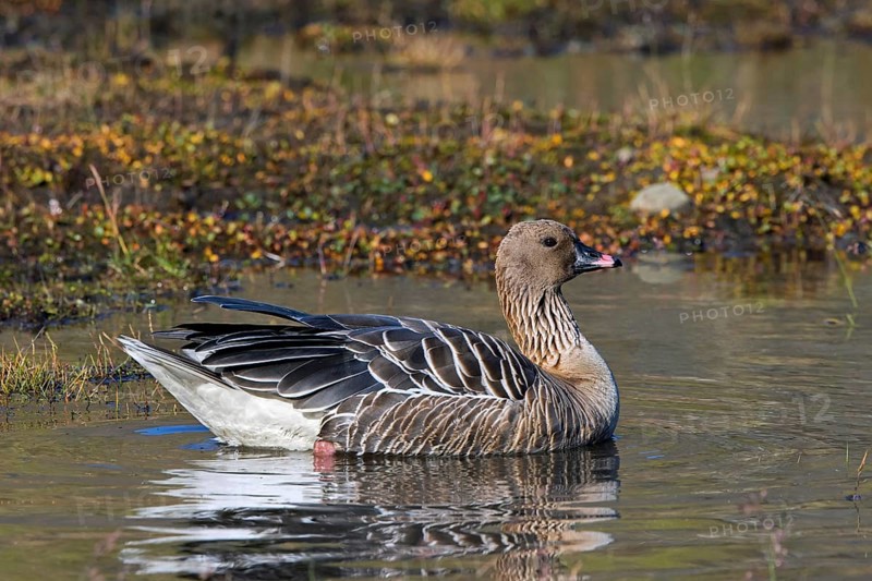 Pink-footed goose (Anser brachyrhynchus), swimming in pond on the tundra in summer, Svalbard, Spitsbergen