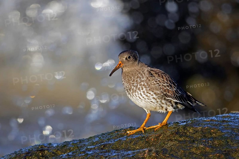 Purple sandpiper (Calidris maritima) in non-breeding plumage foraging on rocky shore along the Baltic Sea coast in winter