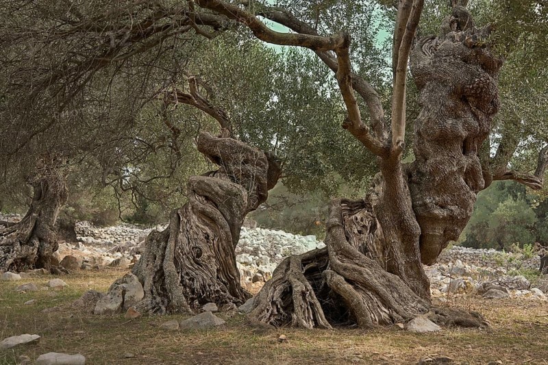 Old, gnarled olive trees in the olive grove of Lun, Vrtovi Lunjskih Maslina, Wild olive (Olea Oleaster linea), olive grove with centuries-old wild olive trees, nature reserve, Lun, island of Pag, Croatia, Europe