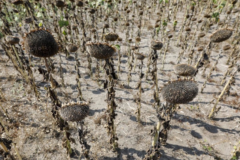 Dried sunflowers in a field in Schoenwald in Brandenburg, 16/08/2018