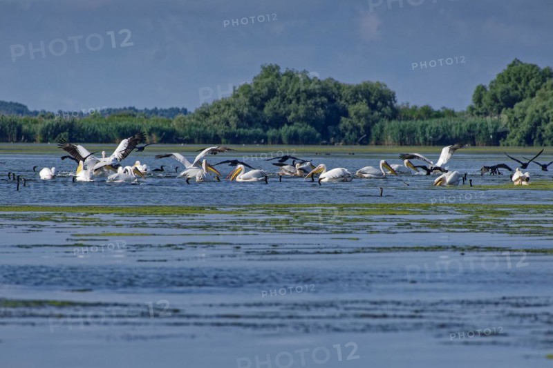 Pelicans and cormorants fishing together on Lacul Isaccel in the UNESCO Danube Delta Biosphere Reserve. Munghiol, Tulcea, Romania, Europe
