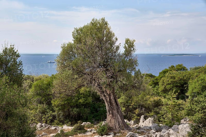 Old, gnarled olive tree in the olive grove of Lun, Vrtovi Lunjskih Maslina, wild olive (Olea Oleaster linea), olive orchard with centuries-old wild olive trees, nature reserve, Lun, island of Pag, behind the Mediterranean Sea, Adriatic Sea, Croatia, Europe