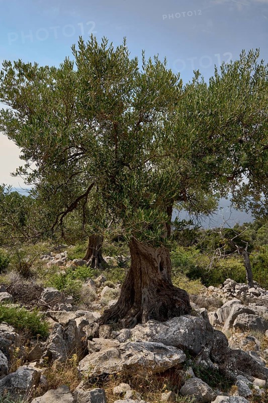 Old, gnarled olive tree in the olive grove of Lun, Vrtovi Lunjskih Maslina, wild olive (Olea Oleaster linea), olive orchard with centuries-old wild olive trees, nature reserve, Lun, island of Pag, Croatia, Europe