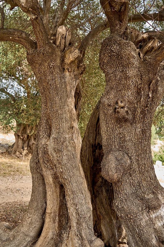 Old, gnarled olive tree in the olive grove of Lun, Vrtovi Lunjskih Maslina, wild olive (Olea Oleaster linea), olive orchard with centuries-old wild olive trees, nature reserve, Lun, island of Pag, Croatia, Europe