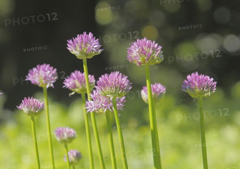 (Allium), inflorescence, North Rhine-Westphalia, Germany, Europe