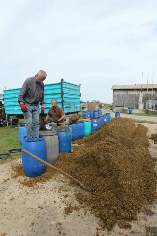 Hunter filling apple pomace into barrels as food for european roe deers (Capreolus capreolus) in winter, Allgaeu, Bavaria, Germany, Europe