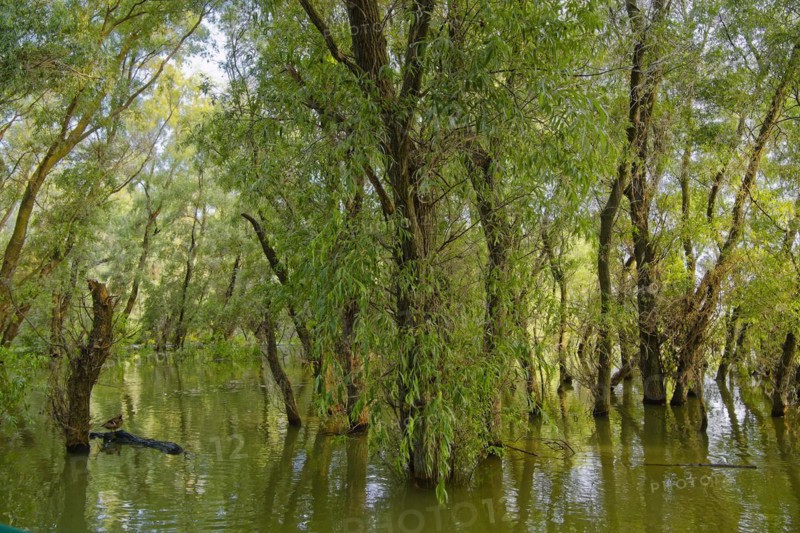 Willows grow in the water at a water arm in the UNESCO Danube Delta Biosphere Reserve. Munghiol, Tulcea, Romania, Europe