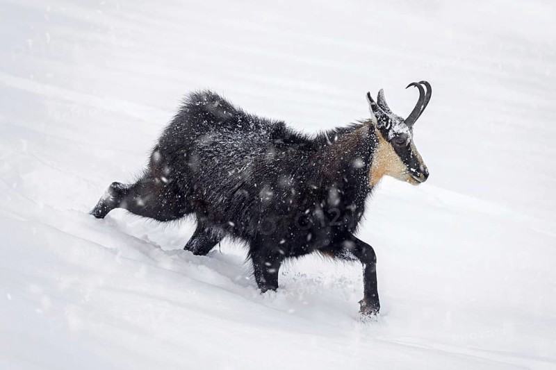 Alpine chamois (Rupicapra rupicapra) solitary male foraging on mountain slope during snow shower in winter in the European Alps