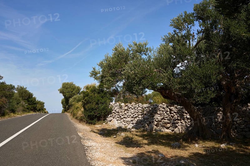Road on the island of Pag, between Novalja and Lun, on the right a limestone wall behind an olive tree, Adriatic Sea, Croatia, Europe