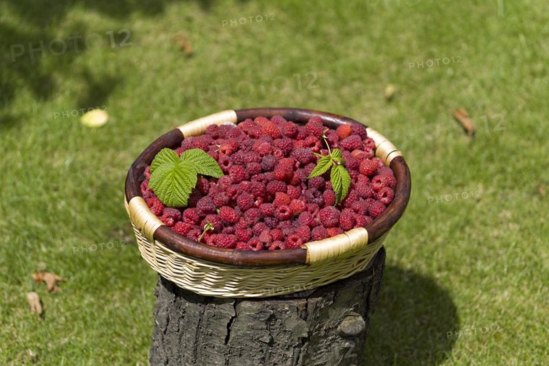 A basket of raspberries on a tree stump