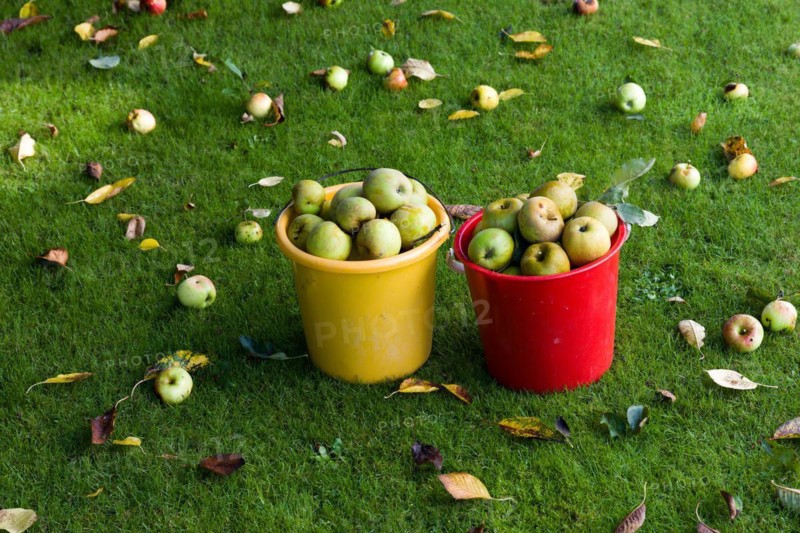 Fallen fruit in a meadow in the home garden