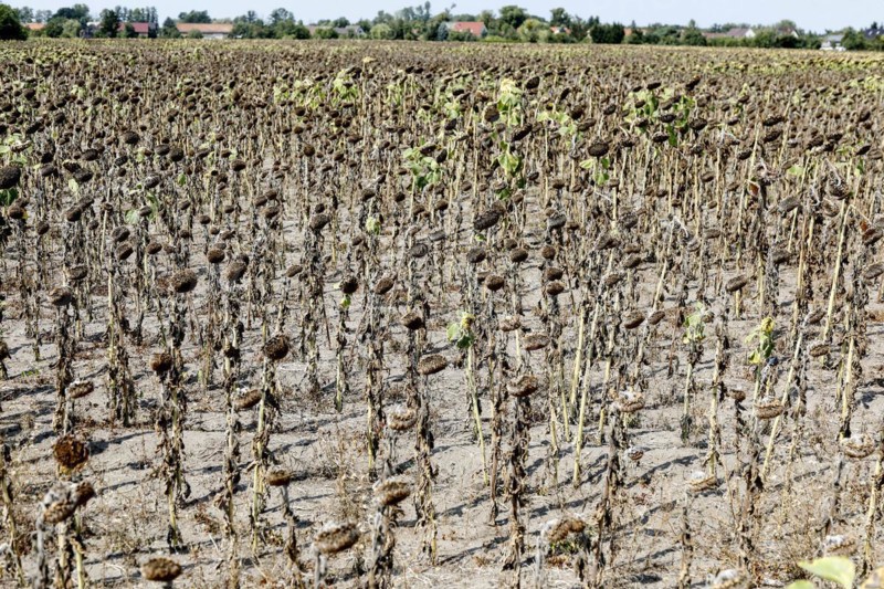Dried sunflowers in a field in Schoenwald in Brandenburg, 16/08/2018