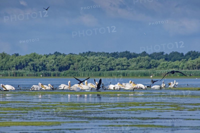 Pelicans and cormorants fishing together on Lacul Isaccel in the UNESCO Danube Delta Biosphere Reserve. Munghiol, Tulcea, Romania, Europe