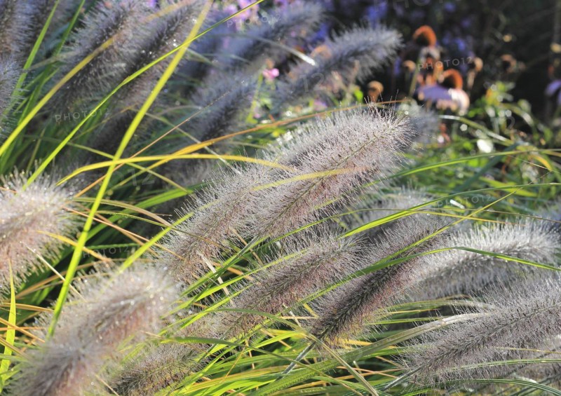 Dwarf fountain grass (Pennisetum alopecuroides), North Rhine-Westphalia, Germany, Europe