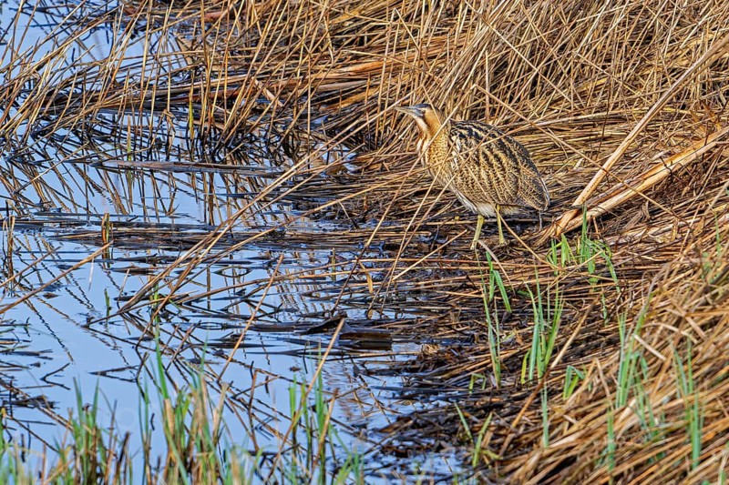 Eurasian bittern, great bittern (Botaurus stellaris) foraging well camouflaged in dense reed bed, reedbed along lake shore in winter