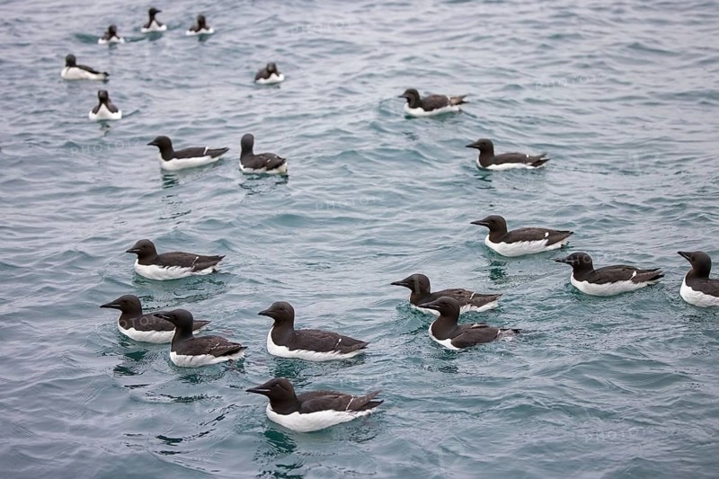 Flock of thick-billed murres, Bruennich's guillemots (Uria lomvia) swimming in the Arctic sea in summer, Hinlopen Strait, Svalbard, Spitsbergen