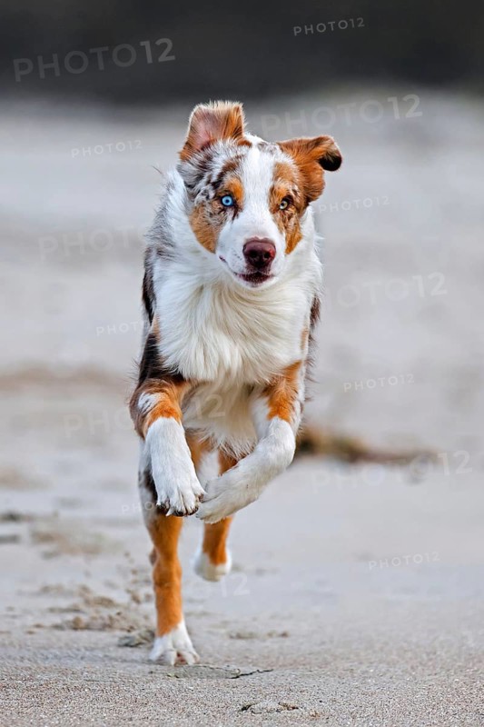 Australian Shepherd, Aussie, breed of herding dog from the United States, running on sandy beach