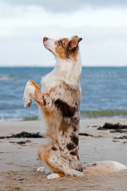 Australian Shepherd, Aussie, breed of herding dog from the United States, sitting upright on sandy beach