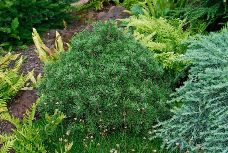 Pinus mugo 'Pug'