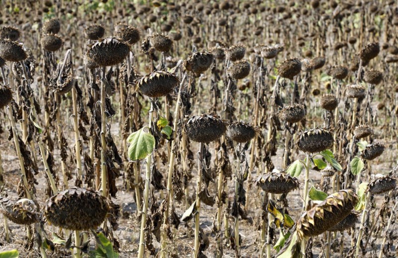 Dried sunflowers in a field in Schoenwald in Brandenburg, 16/08/2018