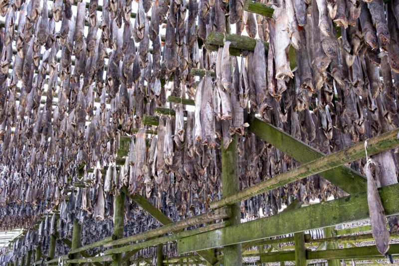 Lofoten, Norway. Solvaer, Nordland province. Stockfish, air-drying on open-air racks, Svolvaer, Nordland, Lofotoen, Norway, Europe