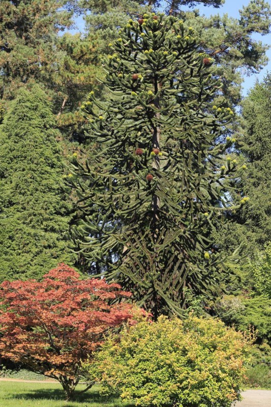 Monkey tail tree (Araucaria) North Rhine-Westphalia, Germany, Europe