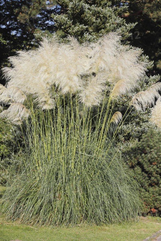 Pampas grass (Cordaderia), North Rhine-Westphalia, Germany, Europe