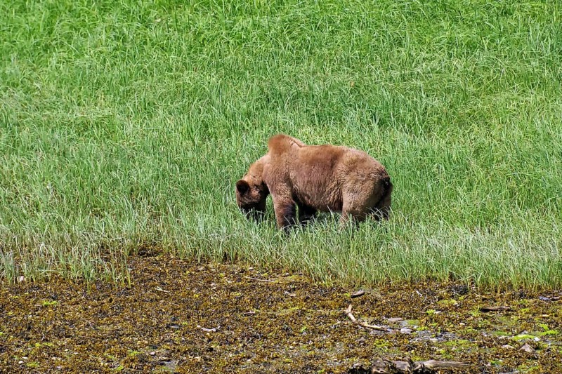 Elongated fjord with wooded shores and meadows, grizzly eating grass, Khutzeymateen Grizzly Bear, wilderness, British Columbia, Canada, North America