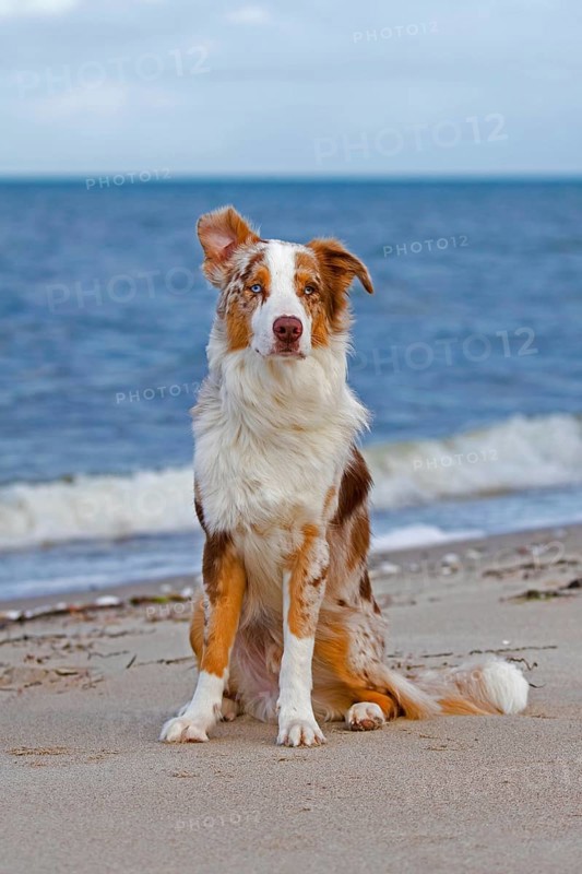 Australian Shepherd, Aussie, breed of herding dog from the United States sitting on sandy beach