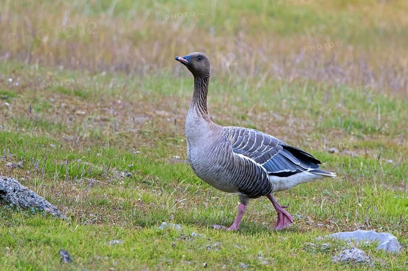 Pink-footed goose (Anser brachyrhynchus) foraging on the tundra in summer, Svalbard, Spitsbergen