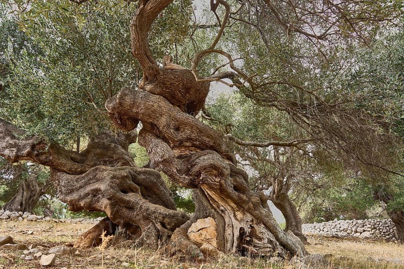 Old, gnarled olive trees in the olive grove of Lun, Vrtovi Lunjskih Maslina, Wild olive (Olea Oleaster linea), olive grove with centuries-old wild olive trees, nature reserve, Lun, island of Pag, Croatia, Europe
