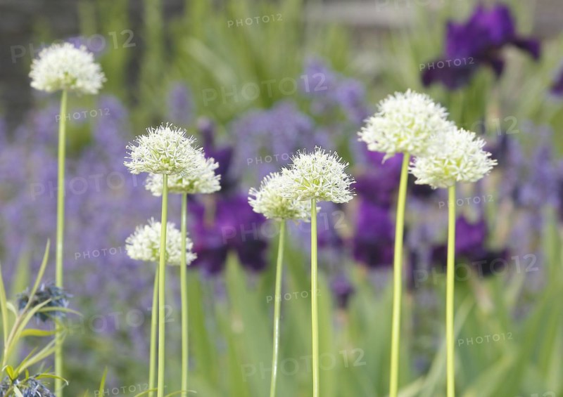 White ornamental leek (Allium), inflorescence, North Rhine-Westphalia, Germany, Europe