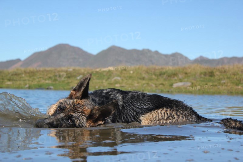 A dog swimming in a mountain lake with the landscape mirrored in the water, Amazing Dogs in the Nature