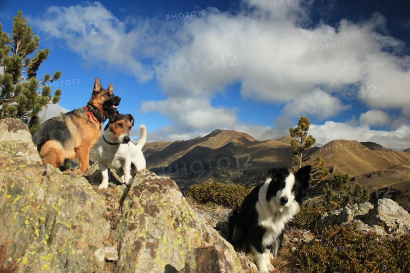 Three dogs atop a rocky outcrop with a background of mountains, blue sky, and clouds, Amazing Dogs in the Nature