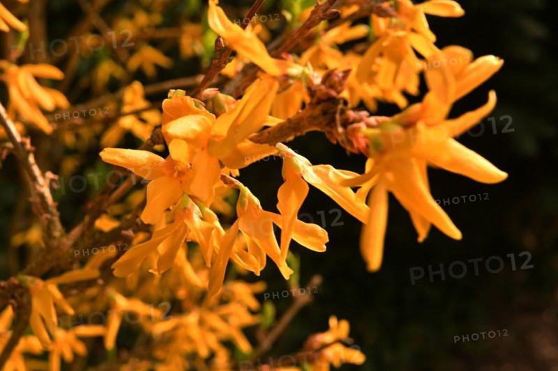 Iserlohn. Thanks to the climate change, early spring has come earlier than usual. The flowering plants in the front gardens are already showing their splendour. Thanks to climate change, early spring is coming earlier than usual this year
