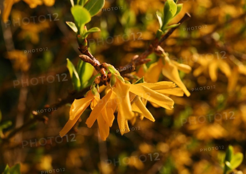 Iserlohn. Thanks to the climate change, early spring has come earlier than usual. The flowering plants in the front gardens are already showing their splendour. Thanks to climate change, early spring is coming earlier than usual this year